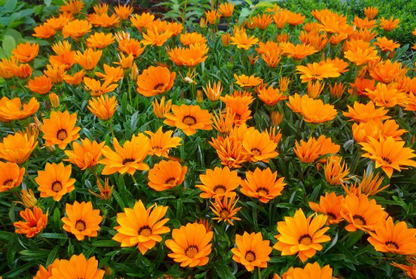 Gazania spp. Orange