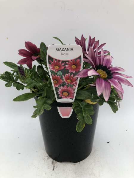 Gazania spp. Pink Shades