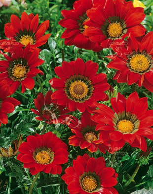 Gazania spp. Red
