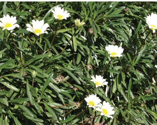 Gazania spp. White