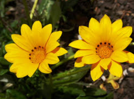 Gazania spp. Yellow