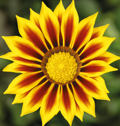 Gazania spp. Yellow Flame