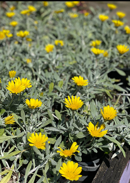 Gazania tomentosa