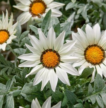 Gazania tomentosa Luna