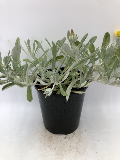 Gazania tomentosa
