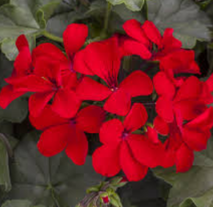 Geranium Caliente Red