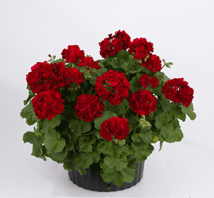 Geranium Caliope Big Burgundy