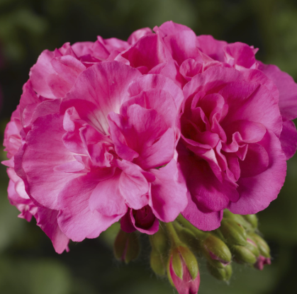 Geranium Caliope Big Pink