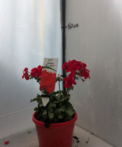 Geranium Caliope Big Red