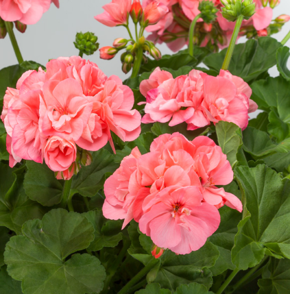 Geranium Caliope Big Salmon
