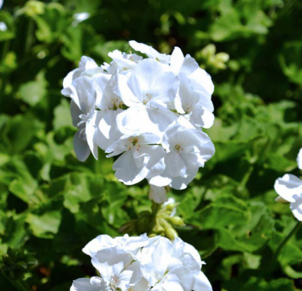 Geranium Caliope Big White
