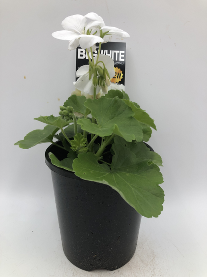 Geranium Caliope Big White