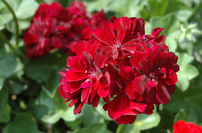 Geranium Ivy - Great Balls of Fire Burgundy