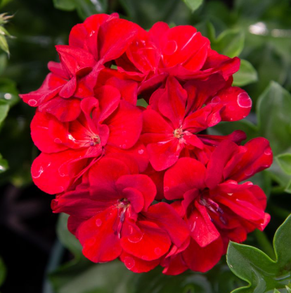 Geranium Ivy - Great Balls of Fire Dark Red