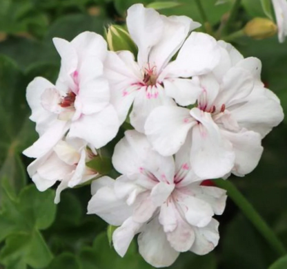 Geranium Ivy - Great Balls of Fire White