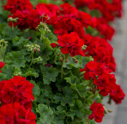 Geranium Ivy - Red