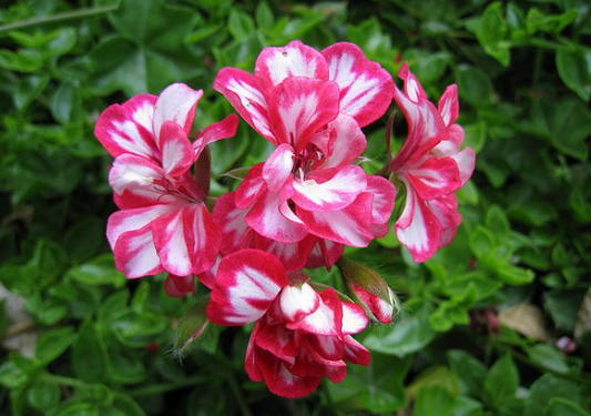 Geranium Ivy - Red and White Stripes