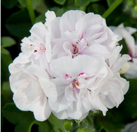 Geranium Ivy - White