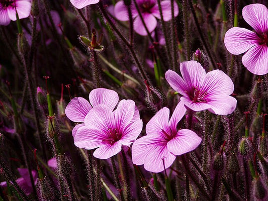 Geranium Maderensis