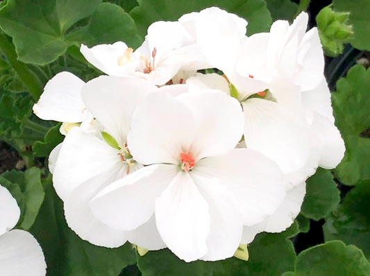 Geranium Rocky Mountain White