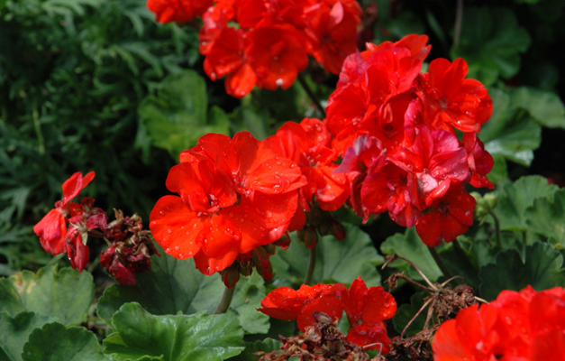 Geranium Savannah Oh So Orange