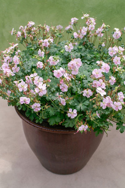 Geranium ‘Biokovo’