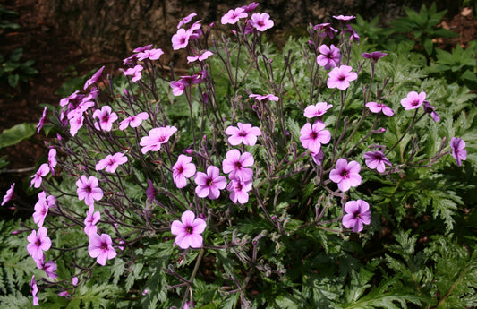 Geranium madarense