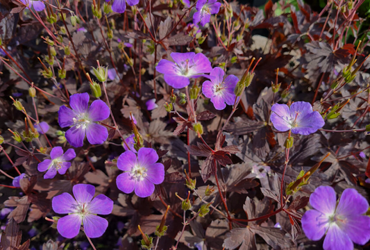 Geranium pratense Stormy Night