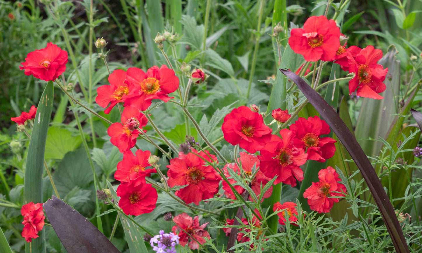 Geum JAZZY™ ‘Firestarter’