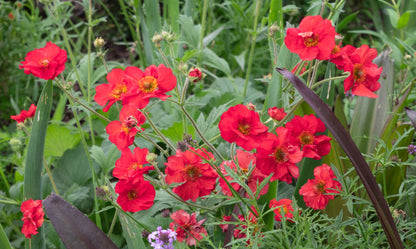 Geum JAZZY™ ‘Firestarter’