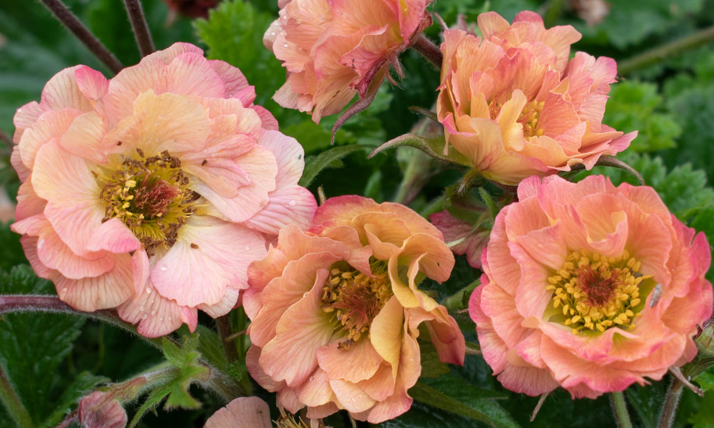 Geum JAZZY™ ‘Mai Tai’