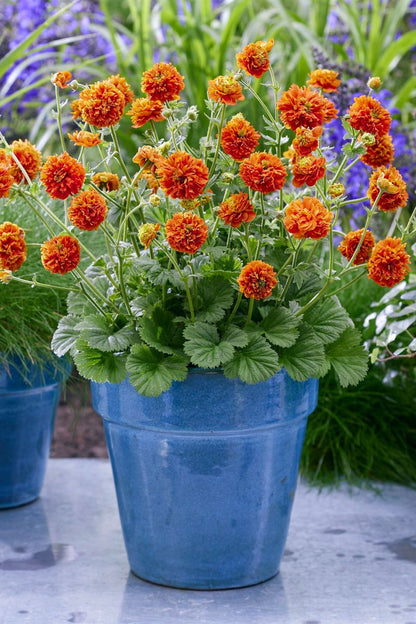 Geum JAZZY™ ‘Orange Pumpkin’