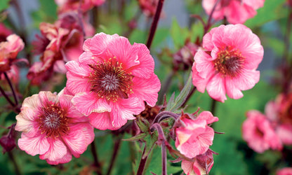 Geum JAZZY™ ‘Tempo Rose’