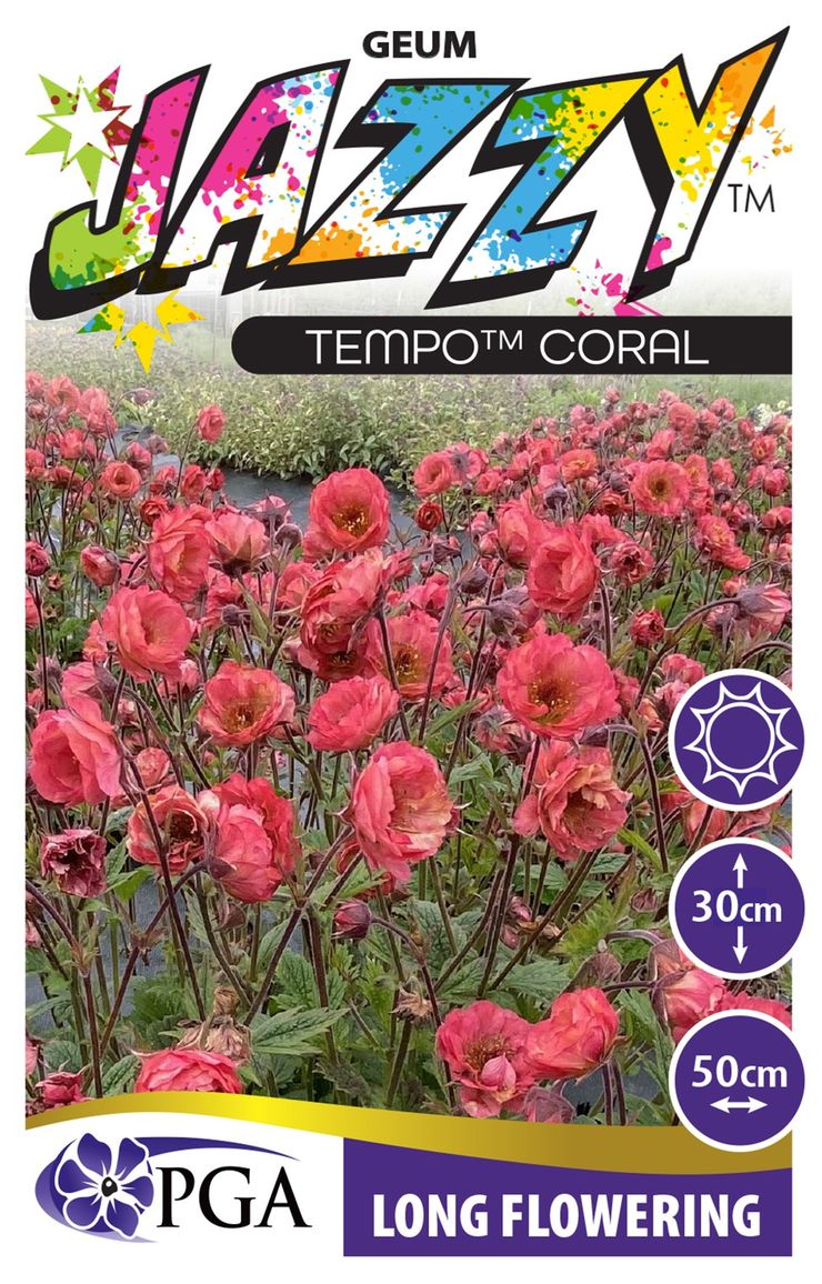 Geum JAZZY™ ‘Tempo™ Coral’