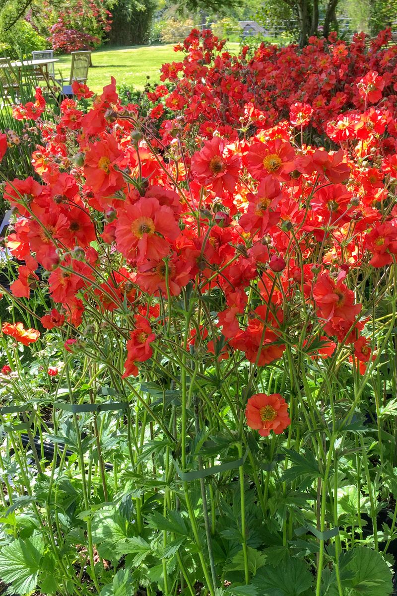 Geum Jazzy ‘Scarlet Tempest'