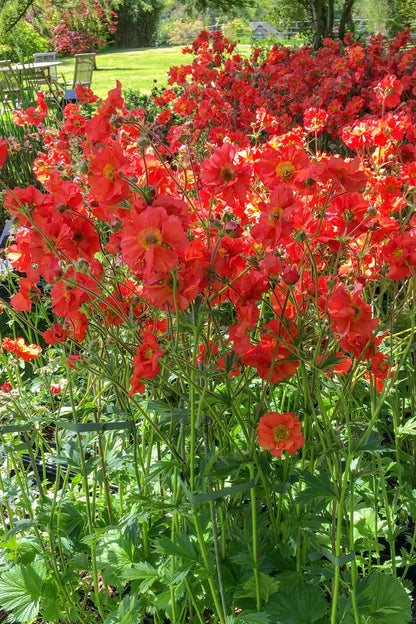 Geum Jazzy ‘Scarlet Tempest'