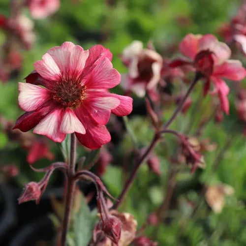 Geum hybrid 'Tempo Rose'