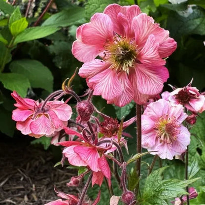 Geum hybrid 'Tempo Rose'