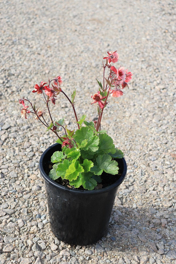 Geum hybrid 'Tempo Rose'