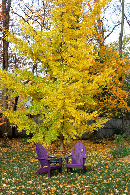 Ginkgo biloba