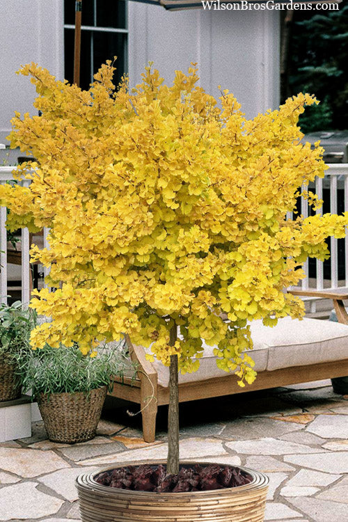 Ginkgo biloba Mariken