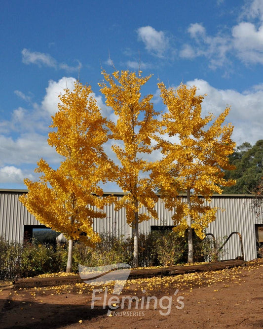 Ginkgo biloba Princeton Sentry
