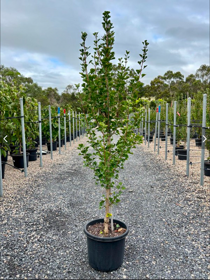 Ginkgo biloba 'Lemonlime Spire' pbr