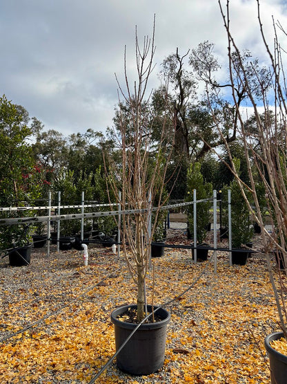 Ginkgo biloba 'Lemonlime Spire' pbr