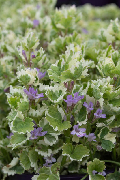 Glechoma ‘Creeping Charlie’