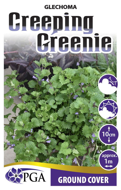 Glechoma ‘Creeping Greenie’