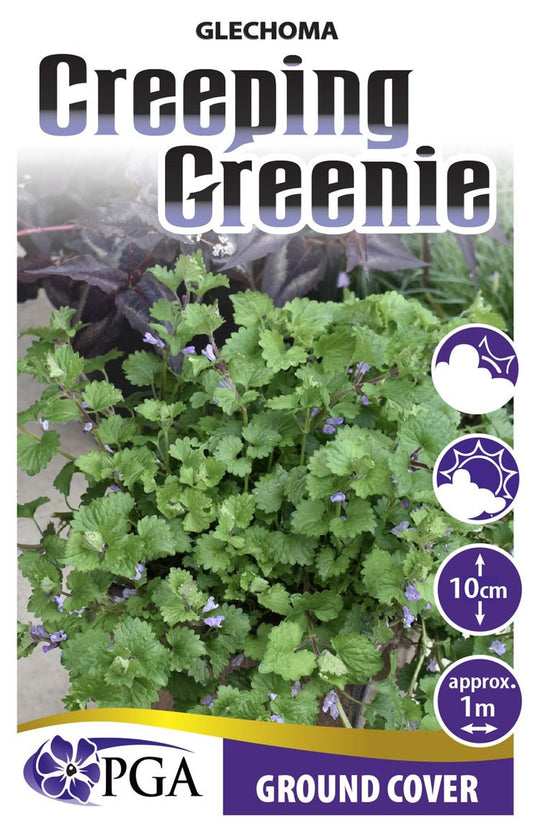 Glechoma ‘Creeping Greenie’