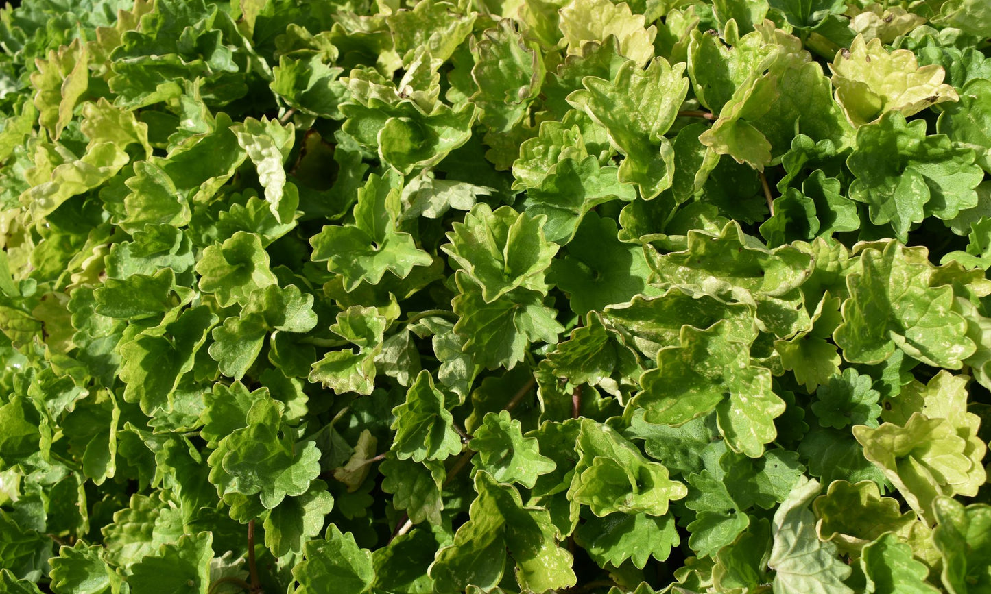 Glechoma ‘Creeping Greenie’