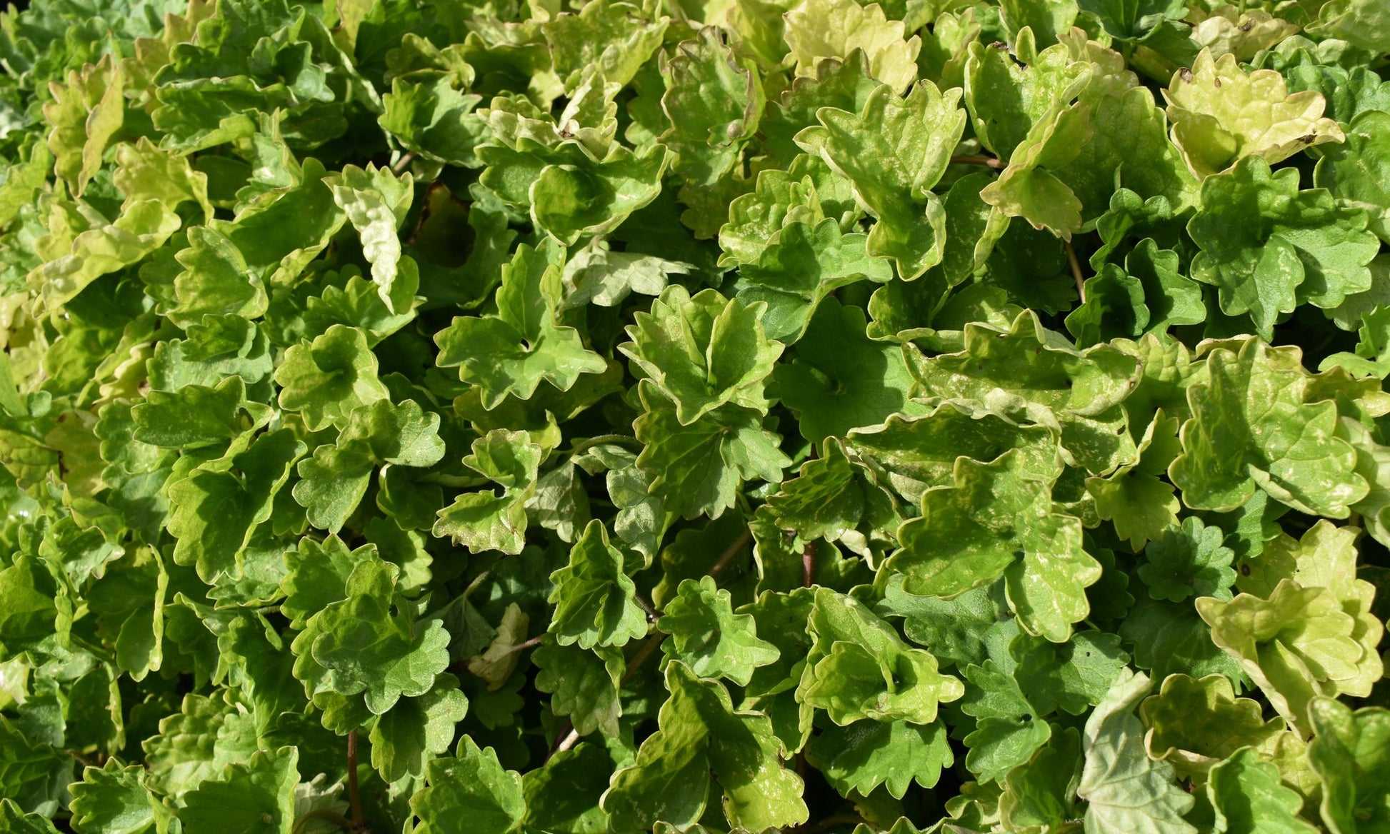 the plant broker