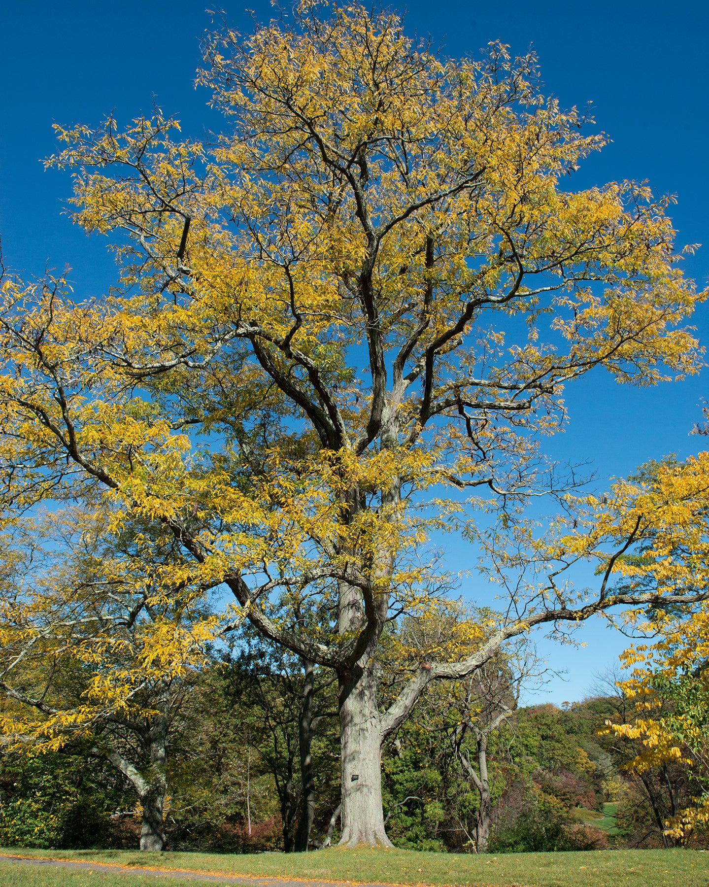Gleditsia triacanthos var. inermis Elegantissima
